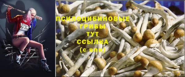 прущие грибы Баксан